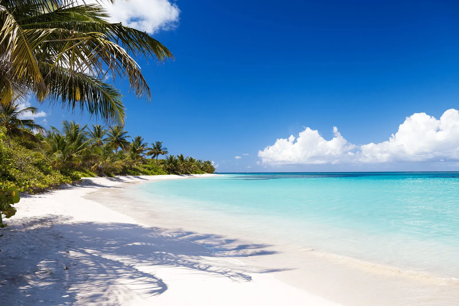 Palm-lined beach in the Culebra archipelago, Puerto Rico