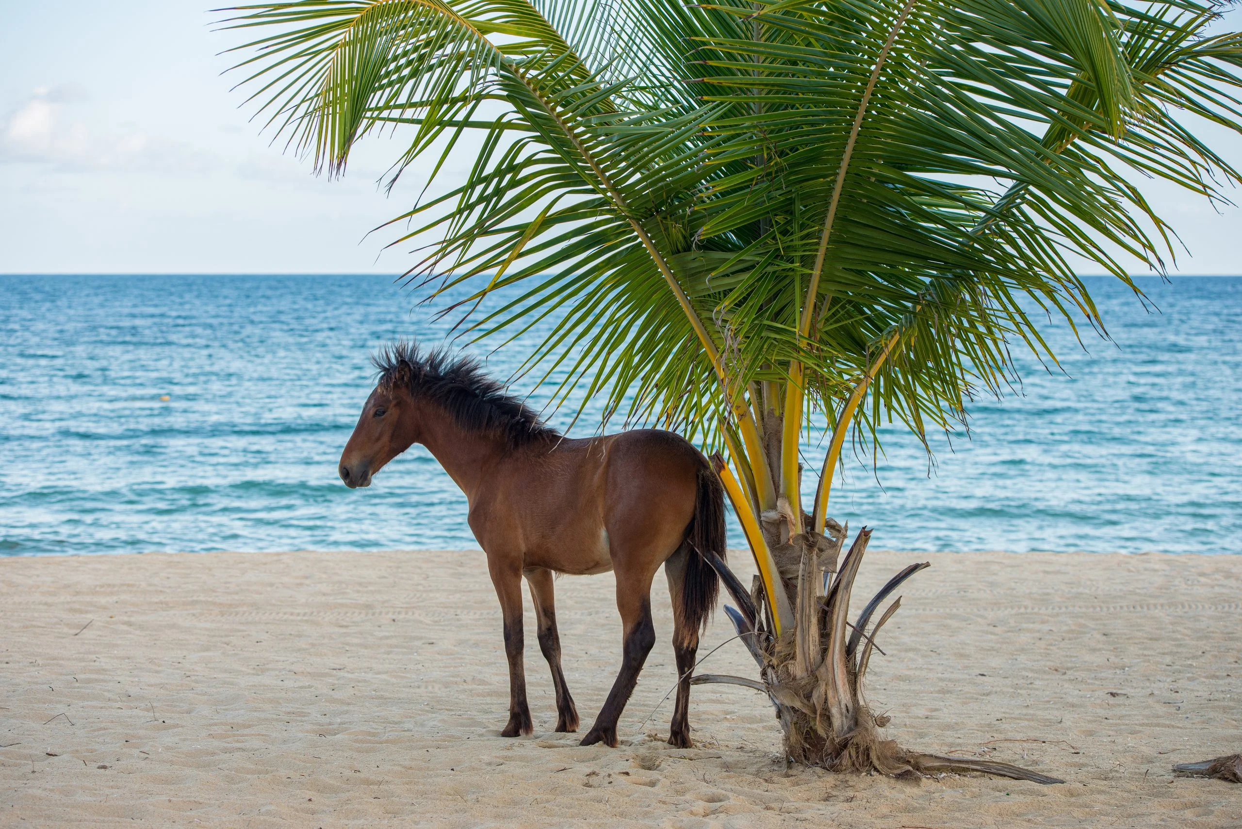 Vieques wild horses and beach